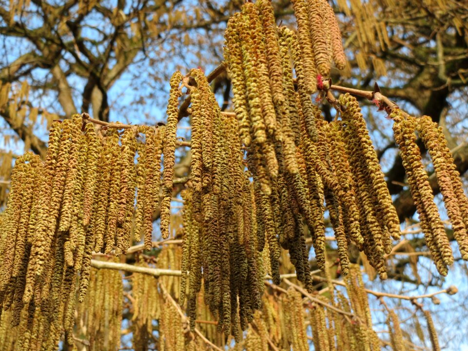 Catkins macro flora