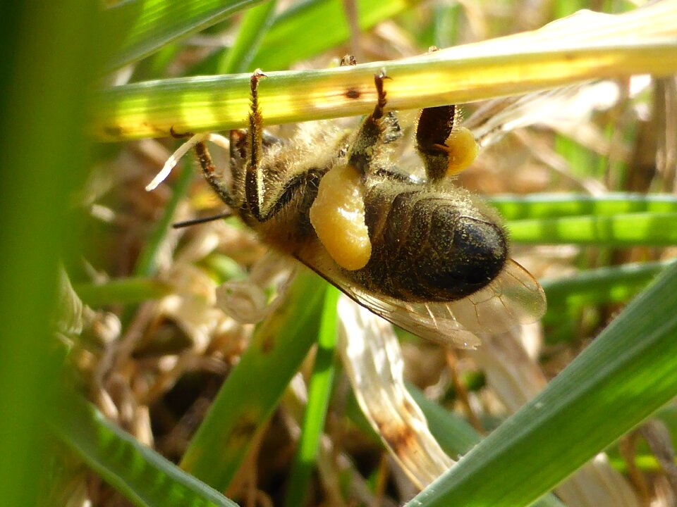 Bee insect spring