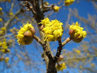 Dogwood inflorescence blooming