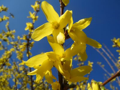 Macro inflorescence flora photo