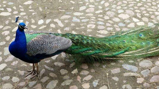 Feather color beautiful