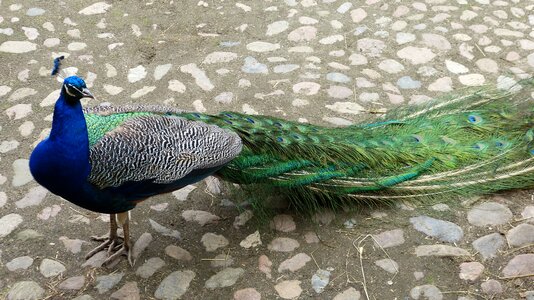 Feather color beautiful photo