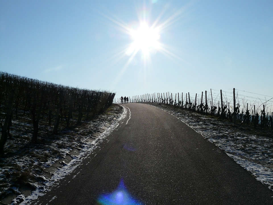 Winegrowing hike wanderer