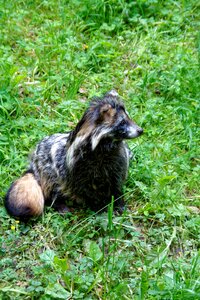 Fruit fuchs fuchs dog photo