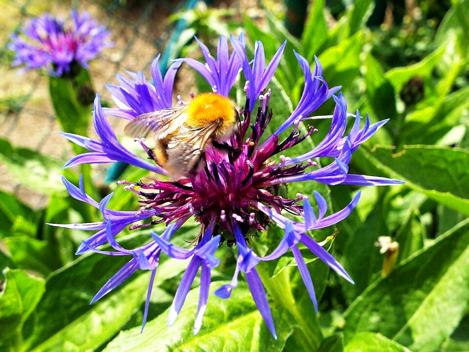 Garden blue bumble-bee