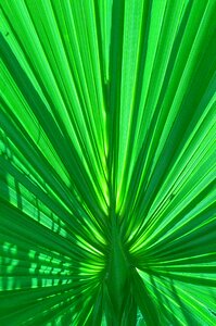 Green foliage croatia