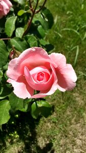 Pink roses rose roses