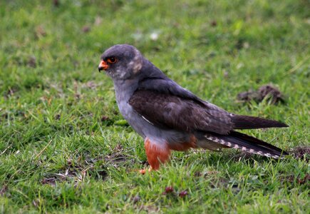Falcon red footed