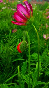 Nature the scenery artistic conception