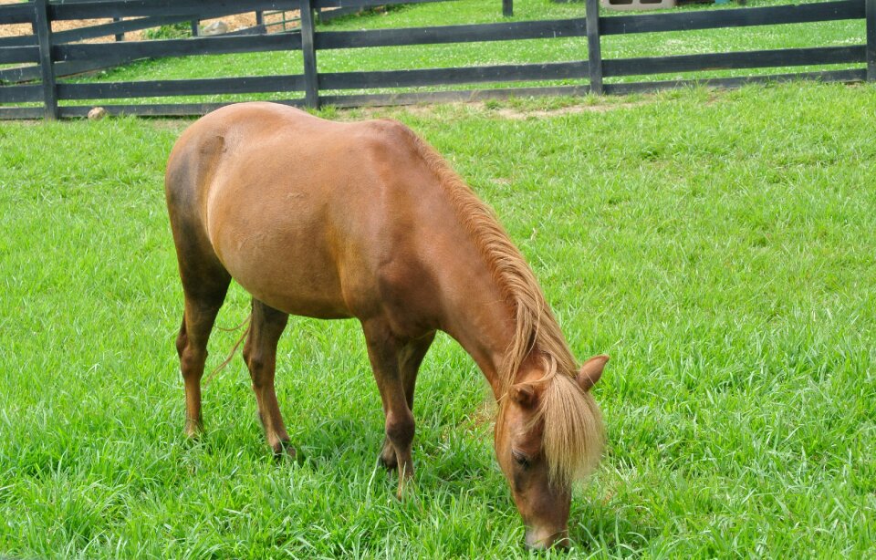 Grass summer