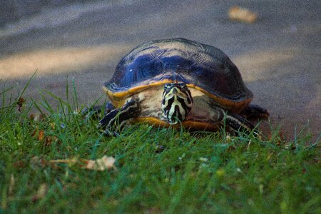 Garden pet grass photo