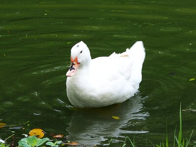 Beijing duck daan park taipei