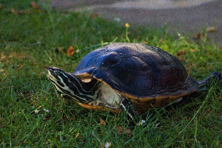 Garden pet grass photo