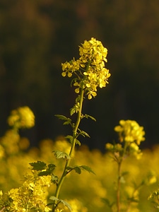 Bloom plant yellow