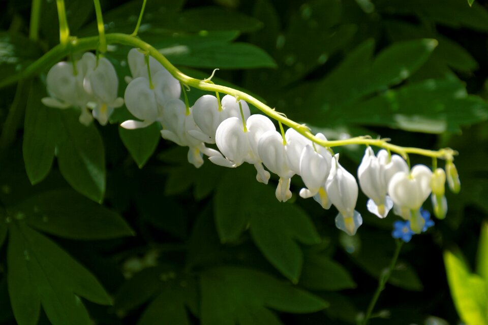 Bloom flower herzerlstock