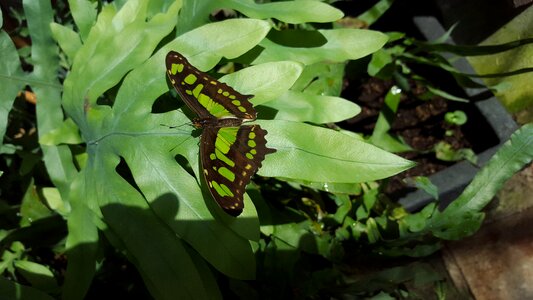 Green insect tures