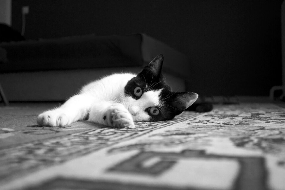 Cute white domestic