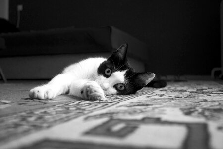 Cute white domestic