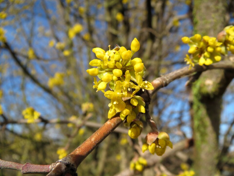 Dogwood inflorescence branch