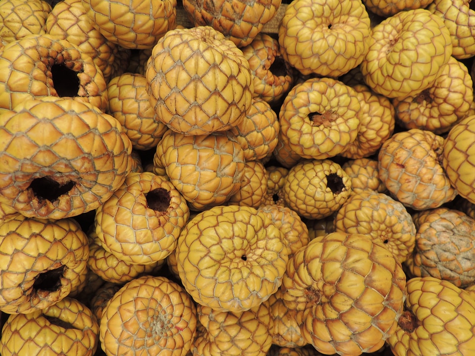 Decoration dry nature