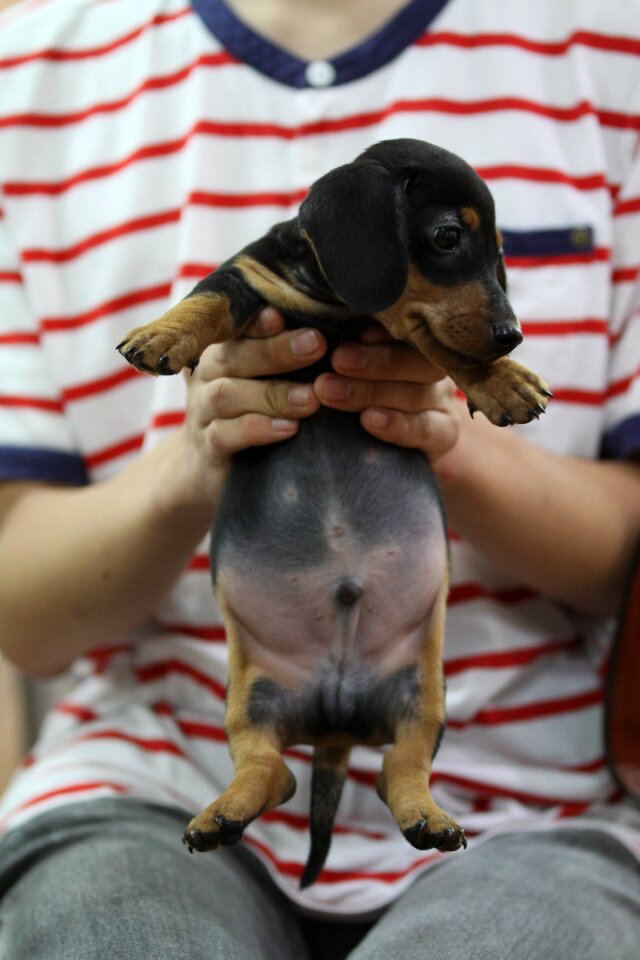Dogs cock black dog
