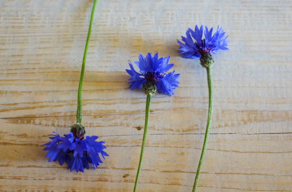 Summer the sapling flowers wildflowers
