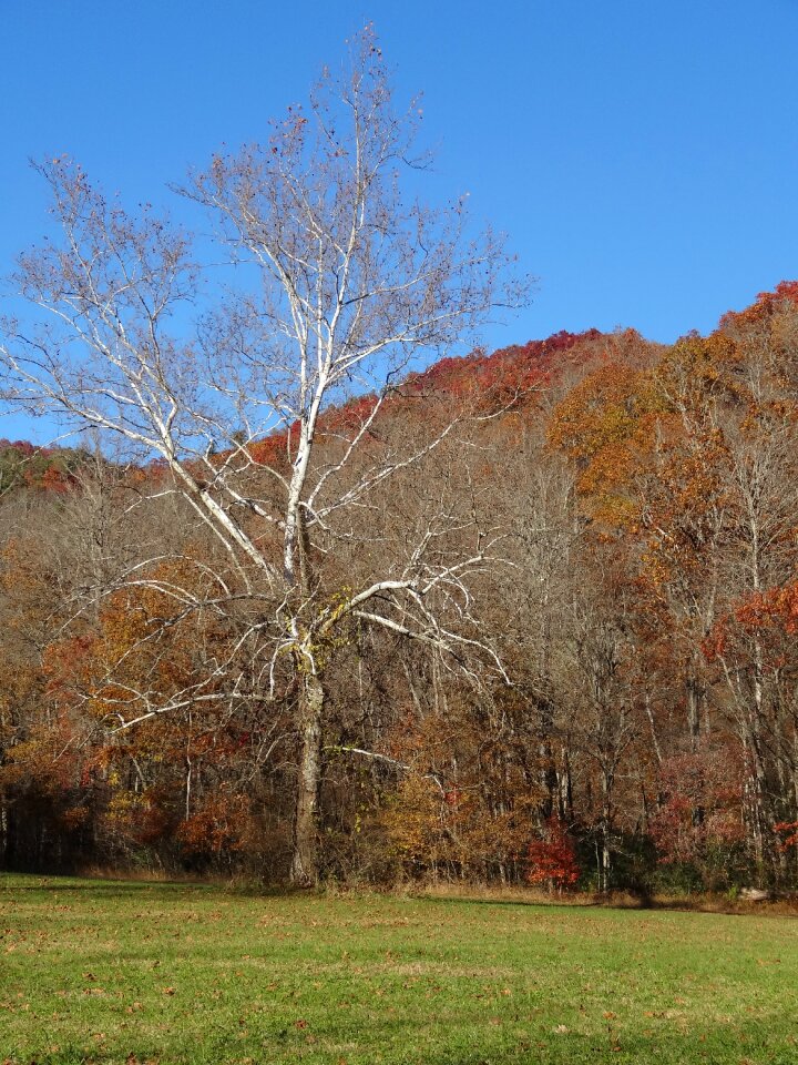 Nature landscape tennessee
