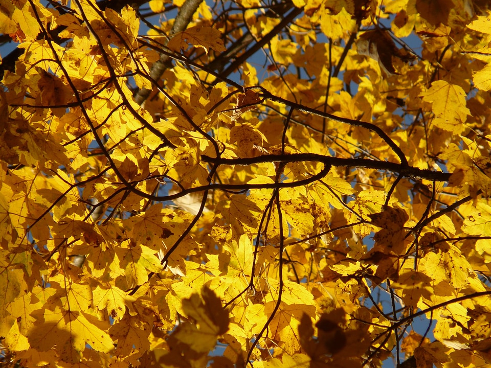 Acer deciduous tree golden autumn