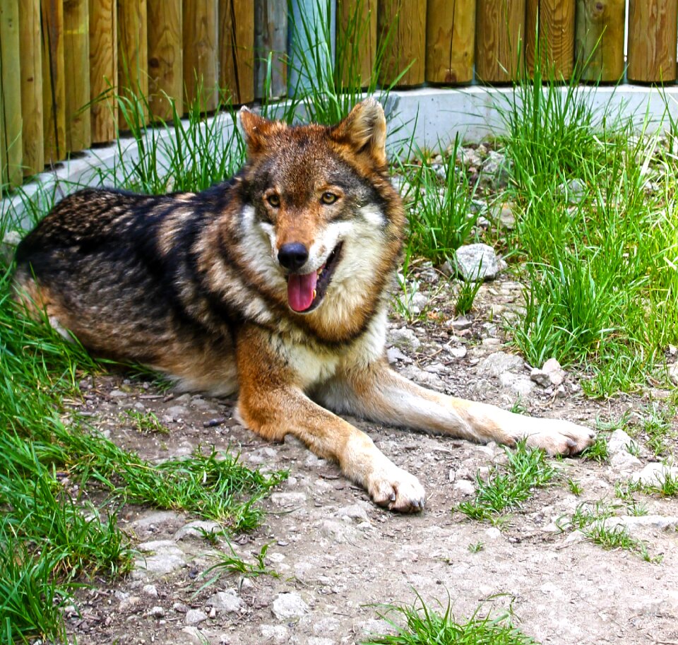 Animal nature zoo