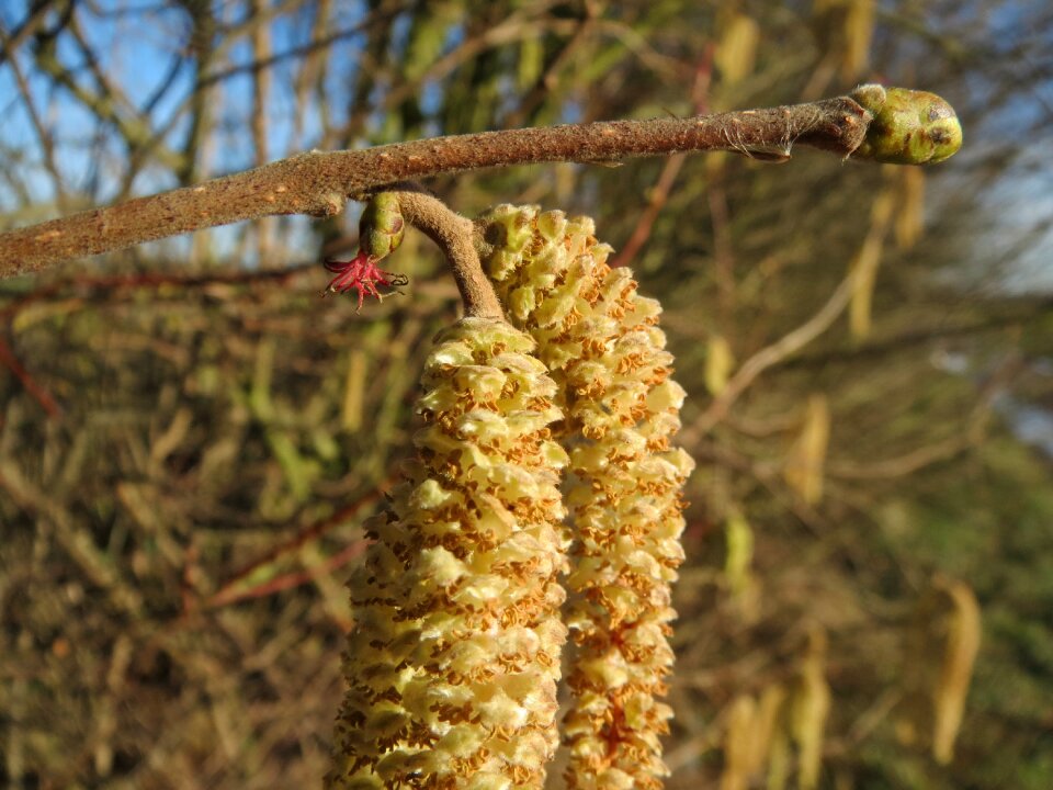 Macro flora botany