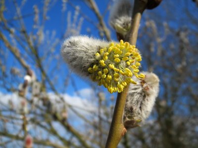 Great sallow catkins inflorescence