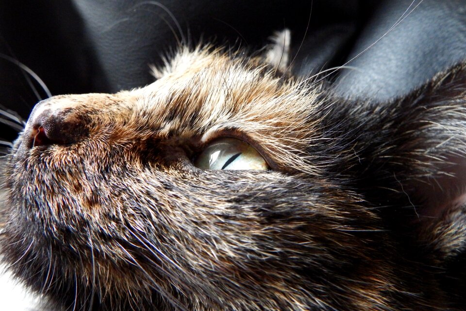 Tortoise shell tricolor tortoiseshell cats