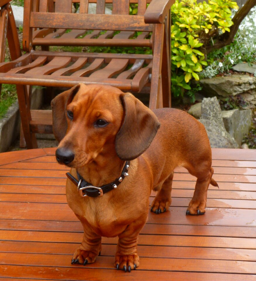 Animal buddy brown