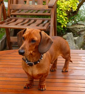 Animal buddy brown