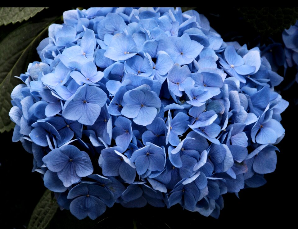 Blooming hydrangea blossom