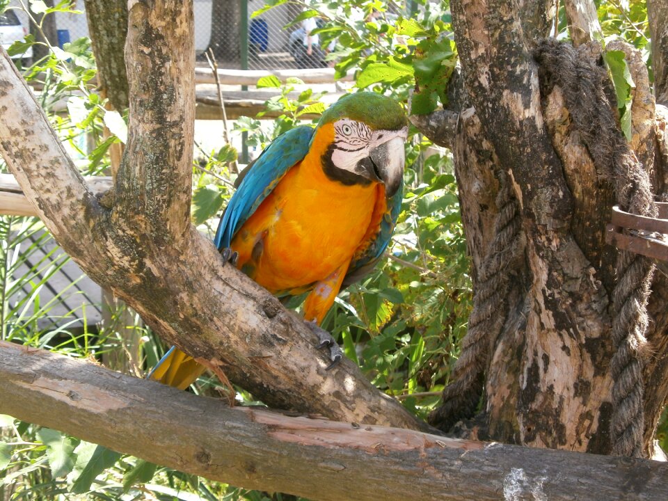Animal nature animals