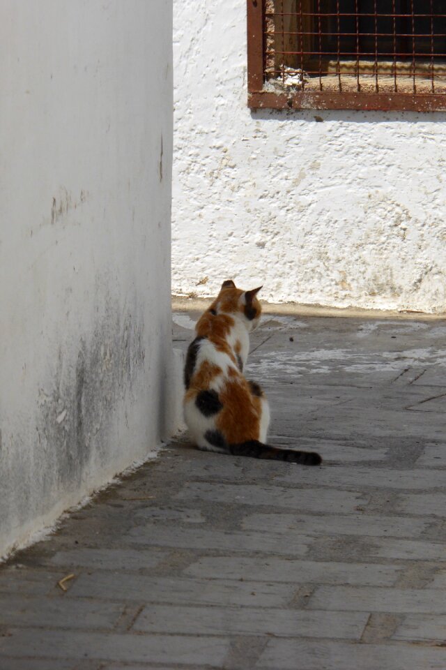Greece cat village