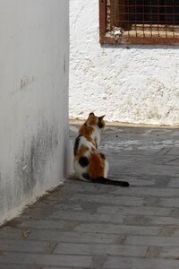 Greece cat village