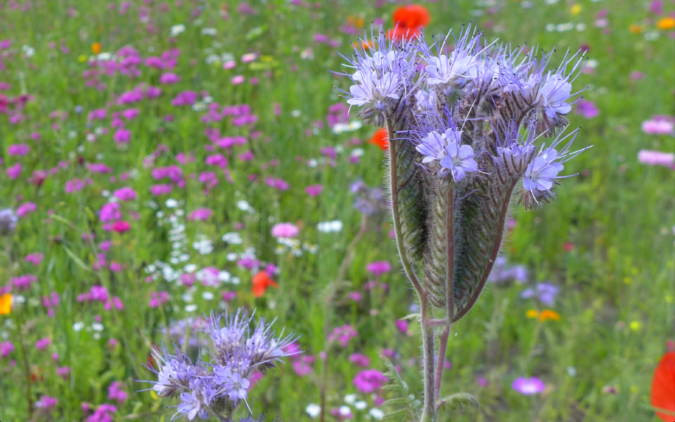 Purple flowers close up