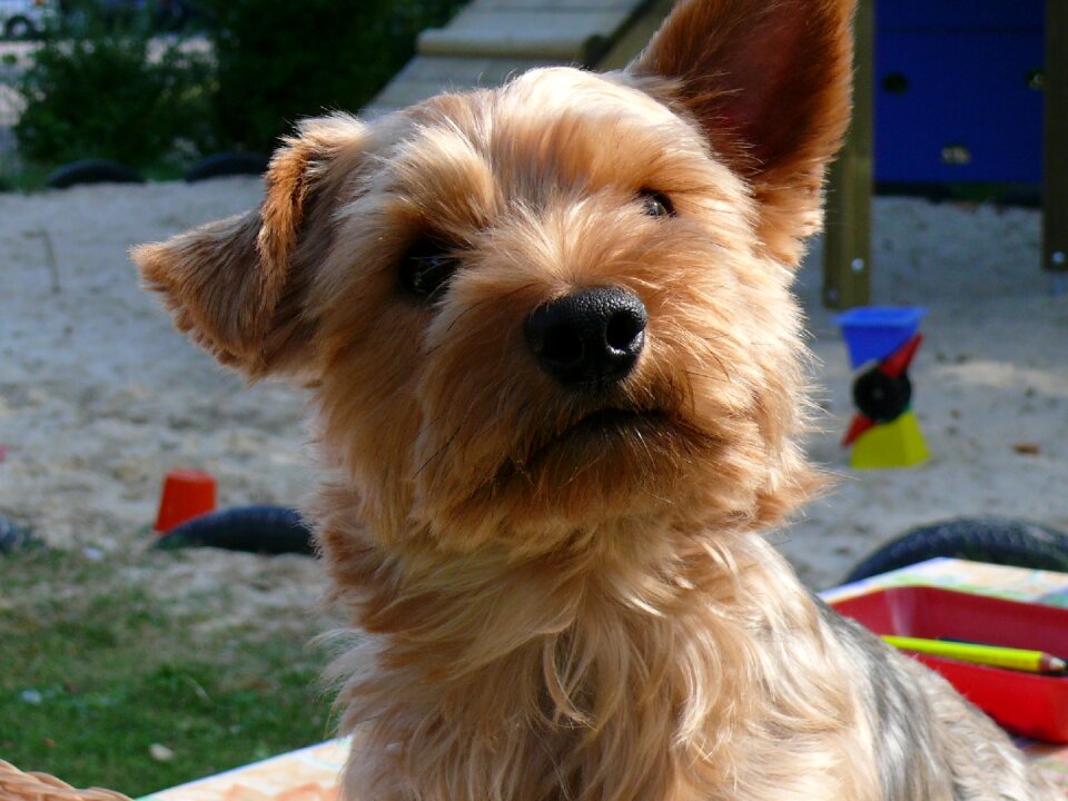 Small fur small dog