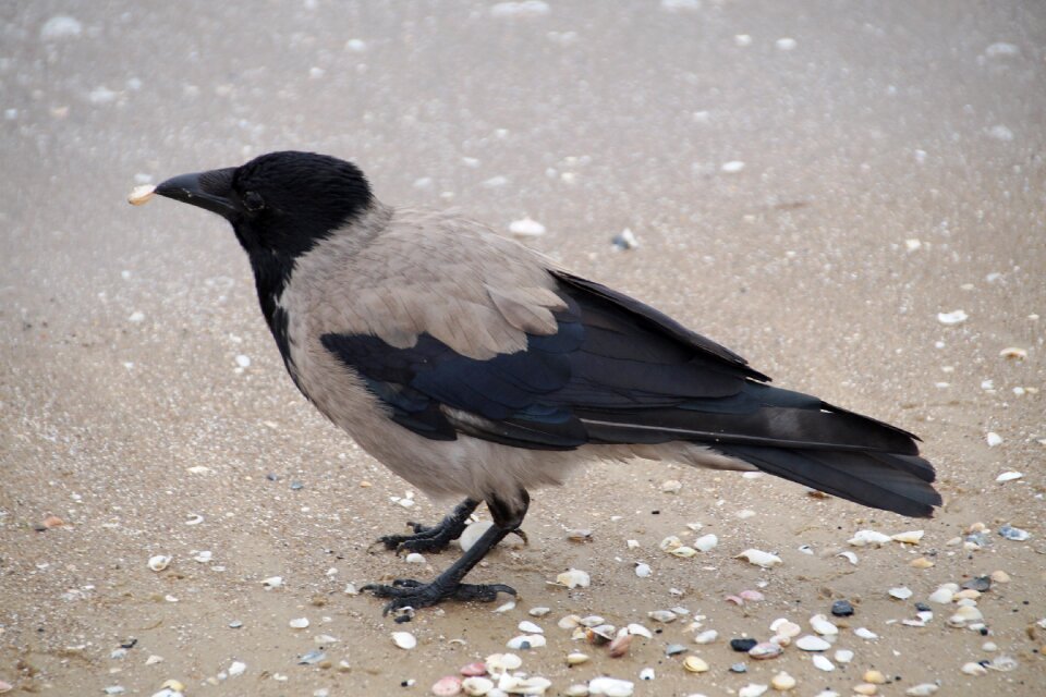 Shells beak bird