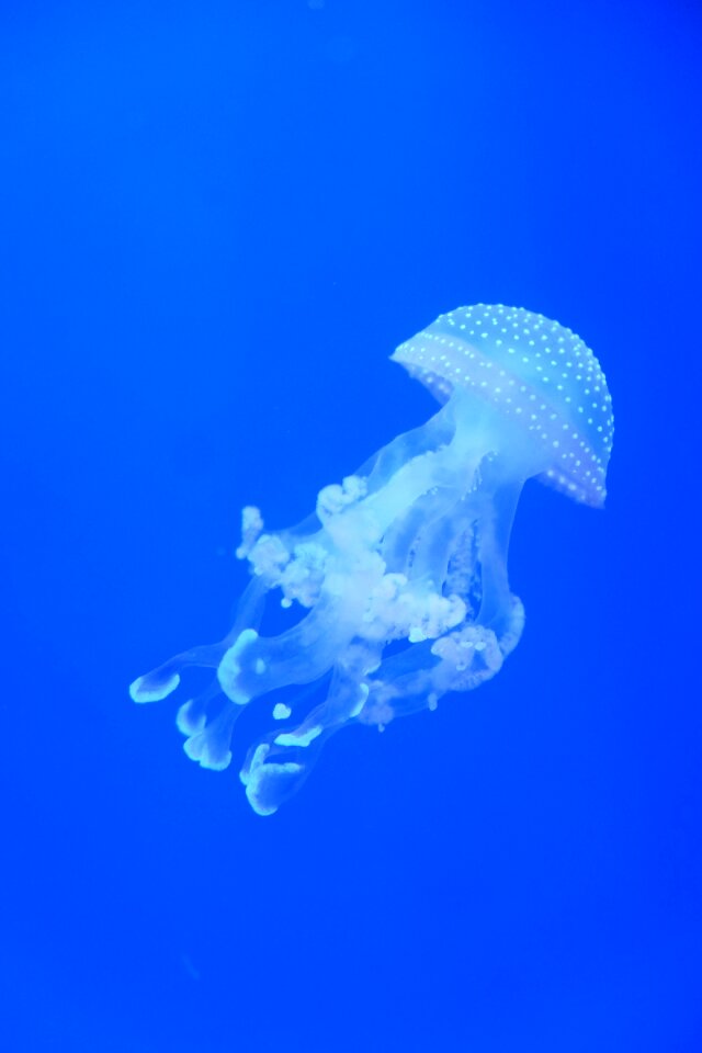 Jellyfish water blue
