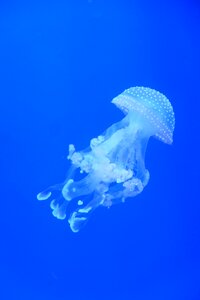 Jellyfish water blue