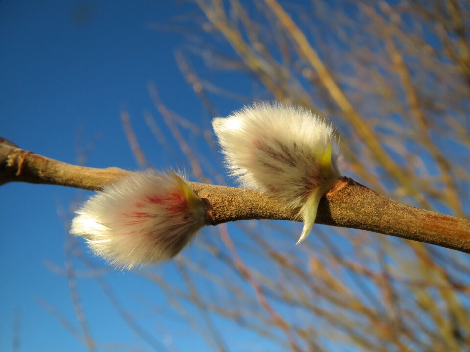 Great sallow catkins branch