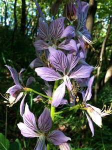 Dictamnus albus monferrato rare plant