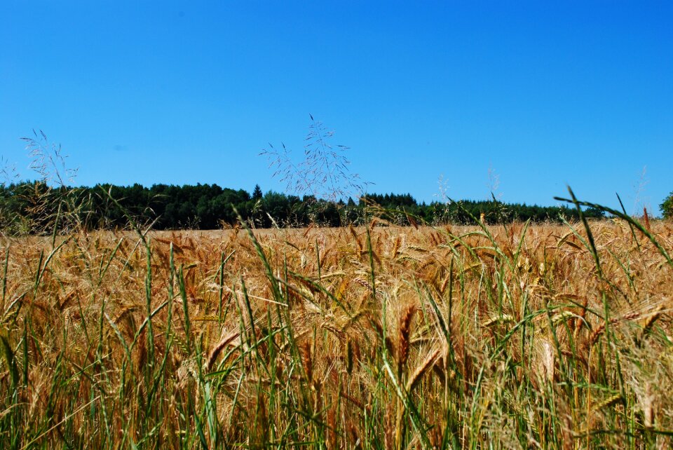 Summer reaping grain blue