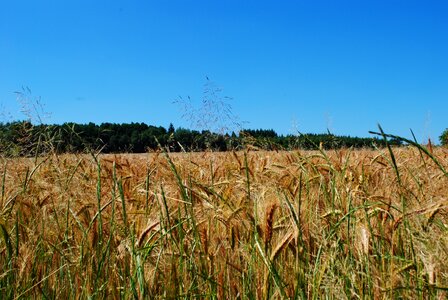 Summer reaping grain blue