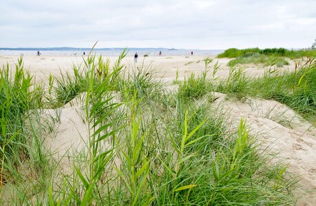 Sea the baltic sea reed