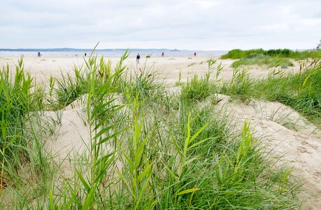 Sea the baltic sea reed photo