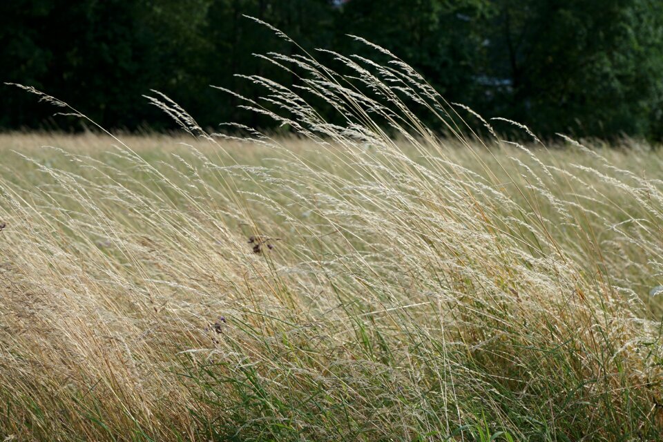 Nature agriculture meadow